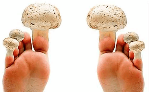 mushroom