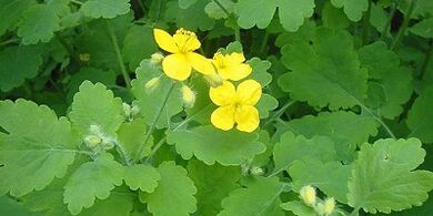 Treatment of nail fungus on Celandine's feet