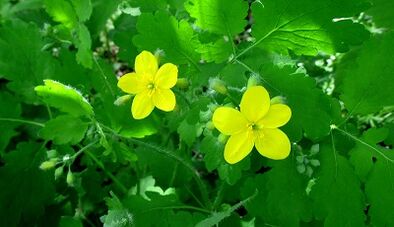Celandine to treat mushrooms on the nail